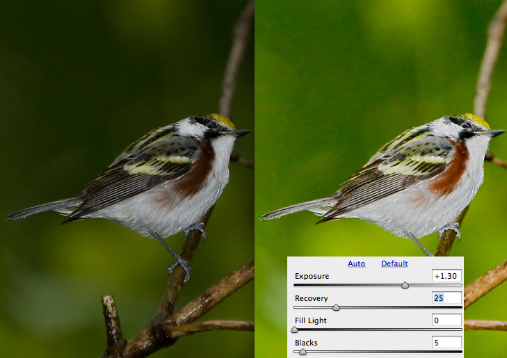 Secrets of Digital Bird Photography
