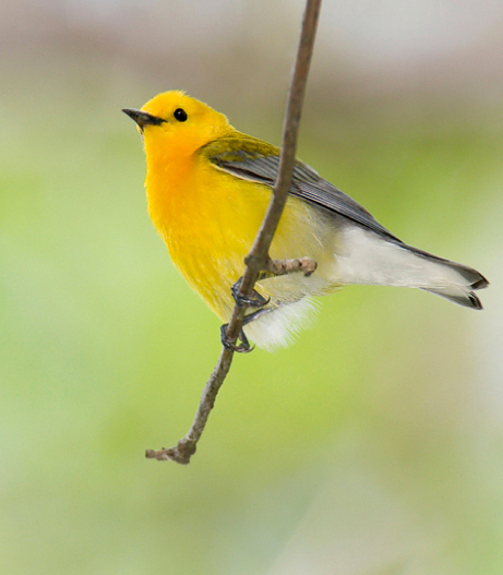 Secrets of Digital Bird Photography